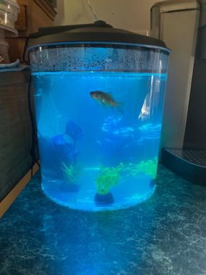 Aqua Culture 1.5-Gallon Aquarium Starter Kit Plastic, LED Lighting