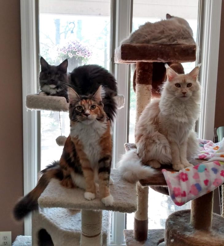 petarmor plus for cats walmart