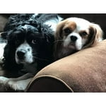 Image 5 of customer photos