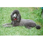 Image 6 of customer photos