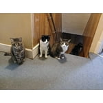 Image 4 of customer photos