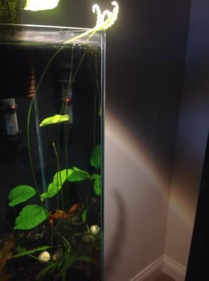 top fin live plant bulbs