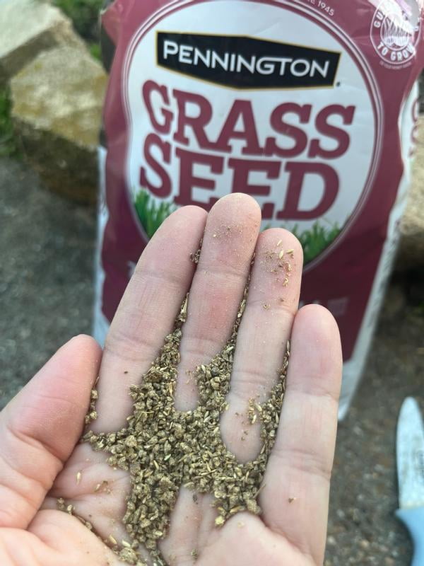 Pennington Seed 100082871 5 lbs. Zenith Zoysia Grass Seed With