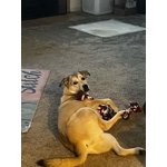 Image 3 of customer photos