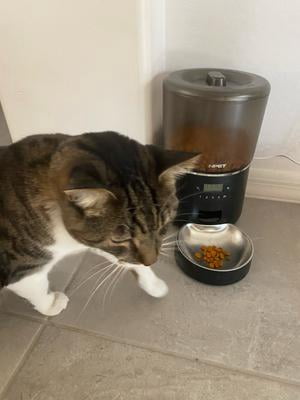 NPET Automatic Cat Feeders, 135oz/4L Clog-Free with Stainless