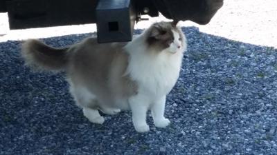 whiskas seafood selections pouches