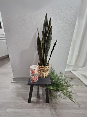 succulent plant near me Echeveria 'Kiss Me' 1" Succulent Plant