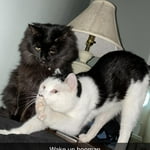 Image 2 of customer photos