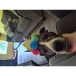 Image 4 of customer photos