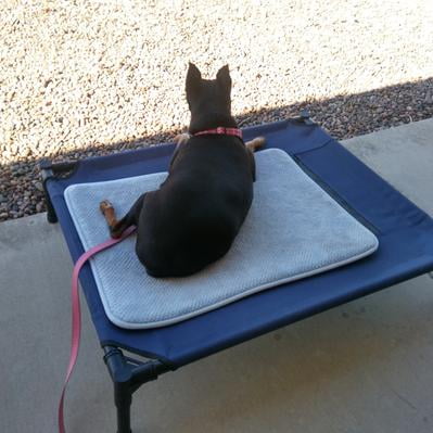 petmaker elevated pet bed