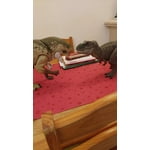 Image 6 of customer photos