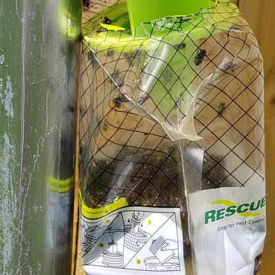 RESCUE! Big Bag Fly Trap – Disposable, Outdoor Use - 2 Traps