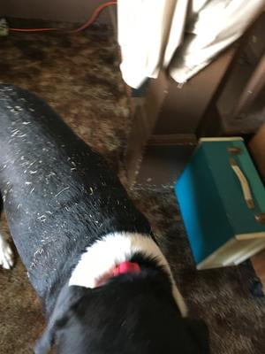 rachael ray dog food 40 lbs walmart