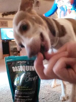 dasuquin for dogs walmart