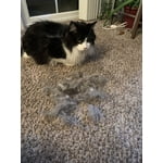 Image 5 of customer photos