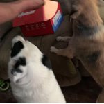 Image 7 of customer photos