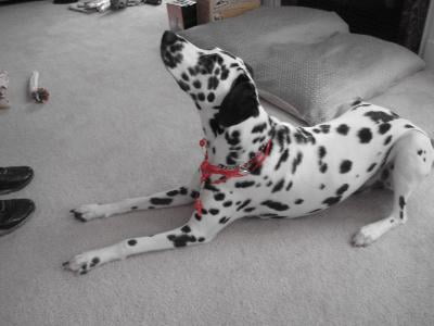 guardian bark collar walmart