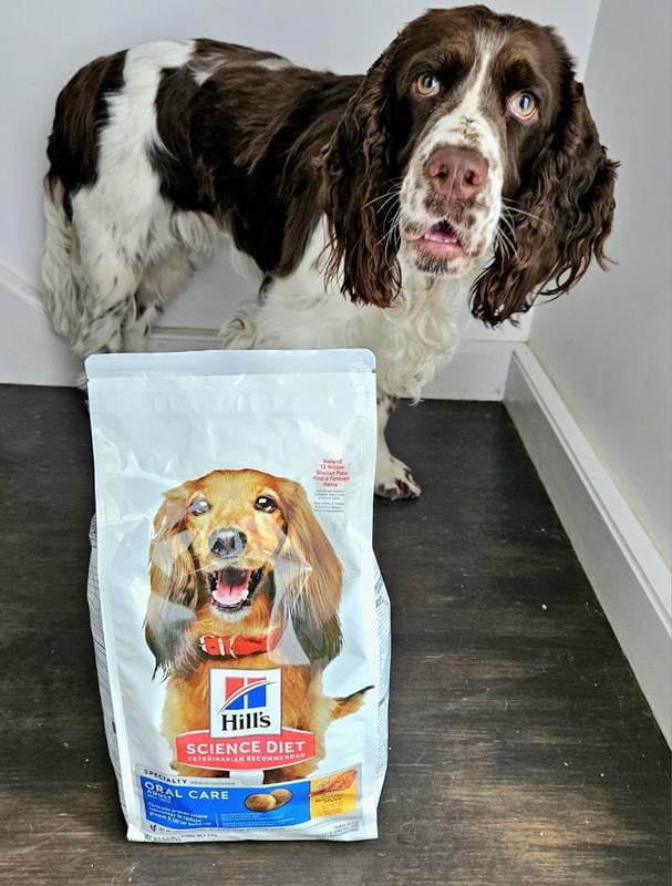 dachshund royal canin dog food Royal Canin 10 lb Breed Health Nutrition Dachshund Adult Dry Dog Food main image 1