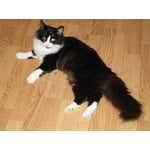 Image 1 of customer photos