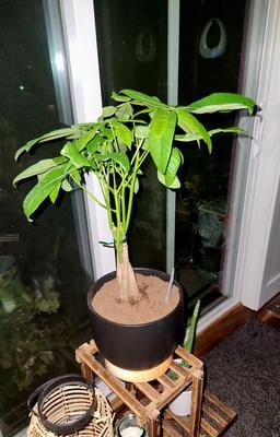 Customer reviews for Just Add Ice 14-16" Money Tree Live Plant in 5" Grey  Ceramic Pot, House Plant | Walmart.com