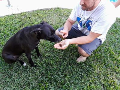 dasuquin for dogs walmart