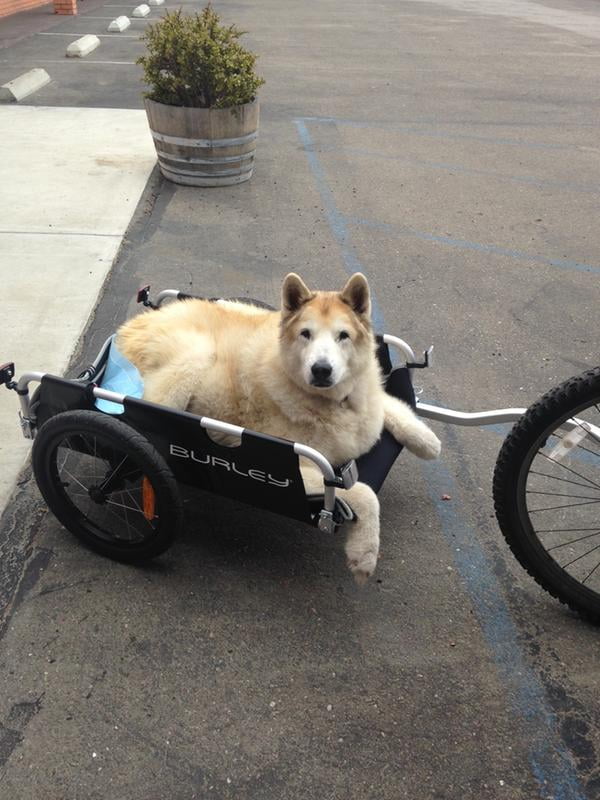 burley flatbed dog