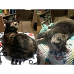 Image 3 of customer photos