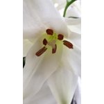 Imagen 10 de las fotos del cliente