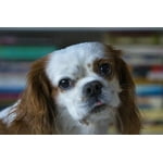 Image 6 of customer photos