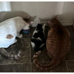 Image 3 of customer photos