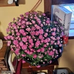 Image 3 of customer photos