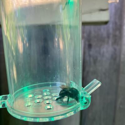 Best Bee Brothers Wood Hanging Nest Catcher Box - Effective