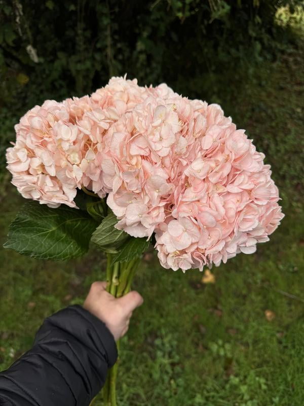 Member's Mark Color Enhanced Hydrangeas, Bridal Pink, 20