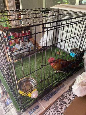 Free Shipping! Vibrant Life Double-Door Folding Metal Wire Dog