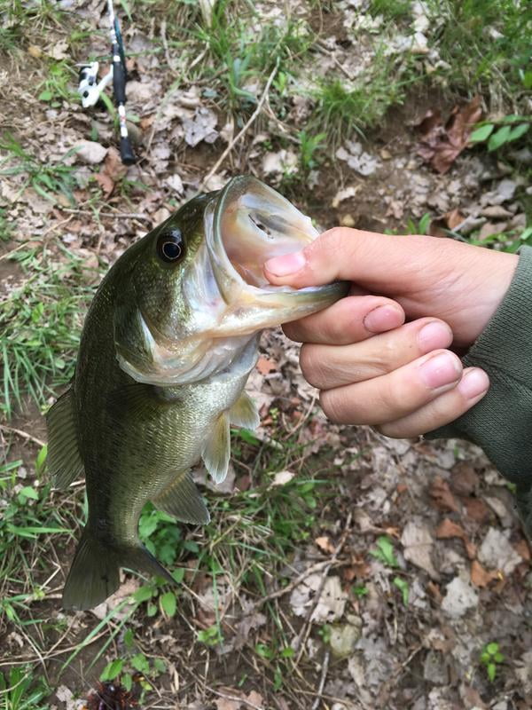 berkley ecat baitcast combo