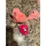 Image 6 of customer photos