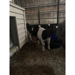 Image 5 of customer photos