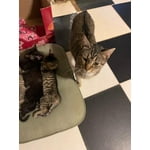 Image 4 of customer photos