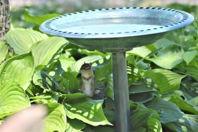 Large Lady Garden Ceramic Ornament Figure antique White Bird feed bath