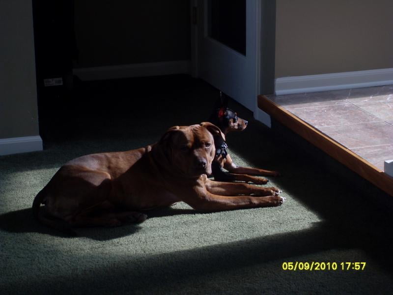 just 6 dog food walmart