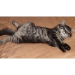 Image 3 of customer photos