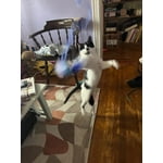 Image 5 of customer photos