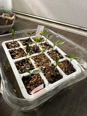 Great Value 2ft LED Full Spectrum Grow Light, 14W, Linkable Up to