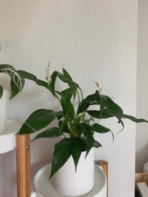 Hirt's Gardens Peace Lily Plant, Spathiphyllum, Low Light Indoor  Houseplant, 4"" Pot" - Walmart.com