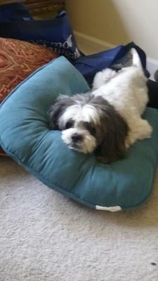 seresto small dog walmart