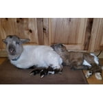 Image 1 of customer photos