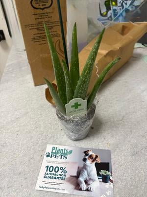 Altman Plants 20" Live Aloe Vera Plant in 1 Gal. Grower Pot Easy Care Large  Succulent - Walmart.com