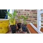 Image 5 of customer photos