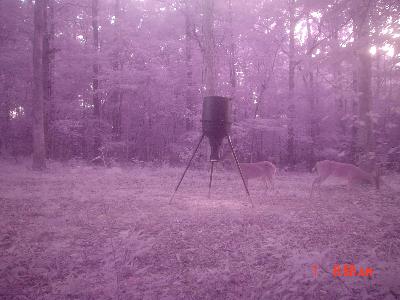 Moultrie Feeders Dinner Plate Gravity Feeder Walmart Com