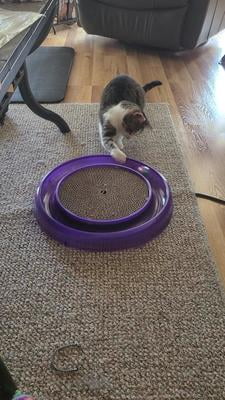 2 cats using litter box Double Cat Litter Box Enclouse,Cat Litter Box Enclosure For 2 Cats, Ca main image 1